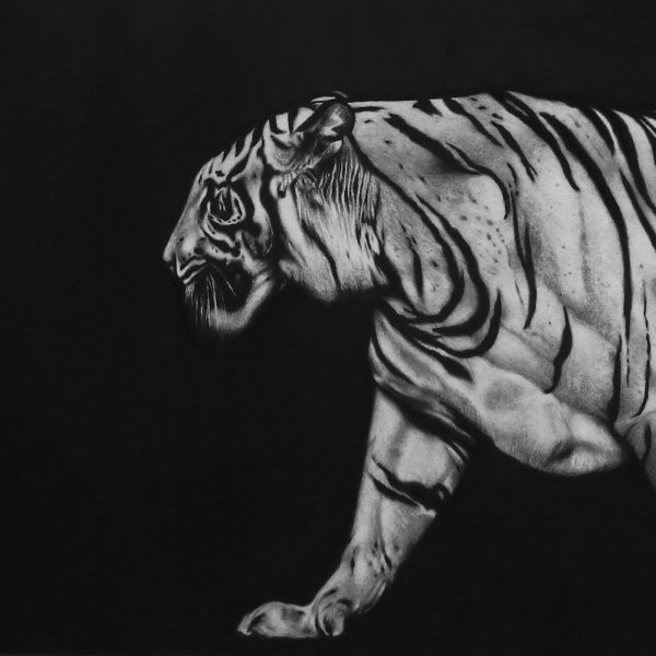 Tiger in the dark