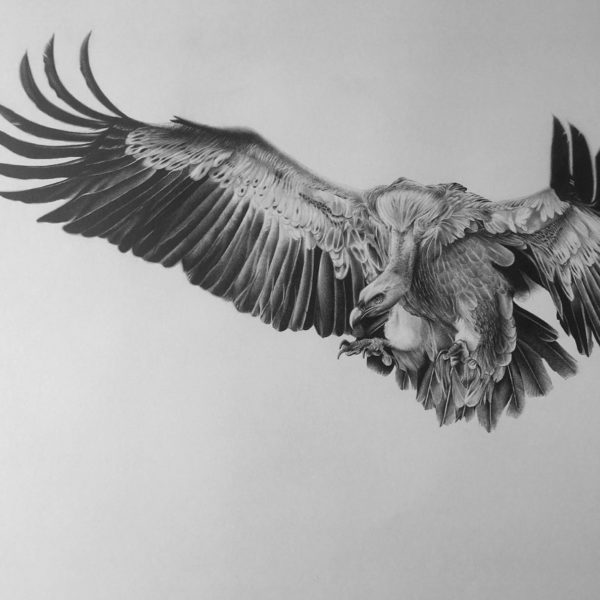 Vulture